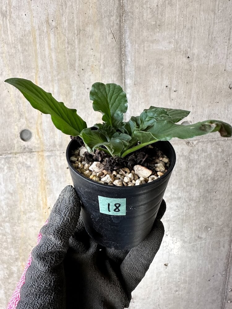 【現品限り】ペラルゴニウム・アウリツム【Q18】 Pelargonium auritum