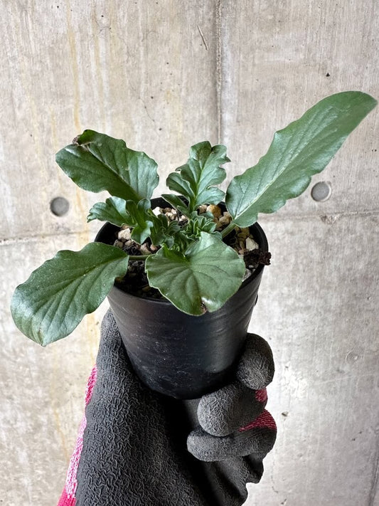 【現品限り】ペラルゴニウム・アウリツム【Q18】 Pelargonium auritum
