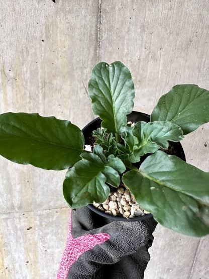 【現品限り】ペラルゴニウム・アウリツム【Q18】 Pelargonium auritum