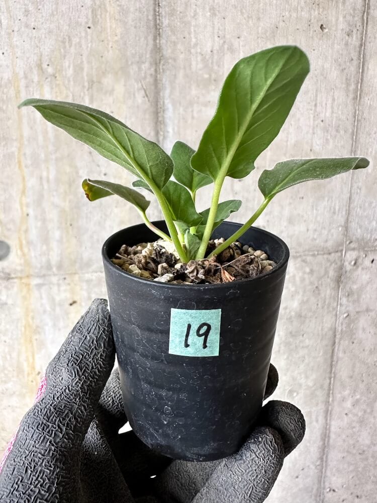 【現品限り】ペラルゴニウム・アウリツム【Q19】 Pelargonium auritum