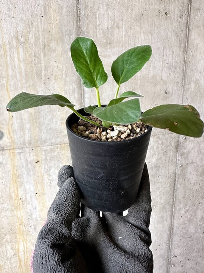 【現品限り】ペラルゴニウム・アウリツム【Q19】 Pelargonium auritum