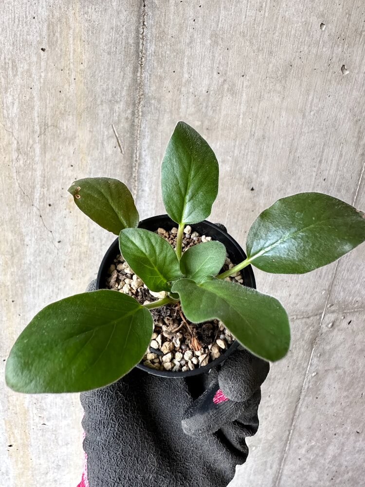 【現品限り】ペラルゴニウム・アウリツム【Q19】 Pelargonium auritum