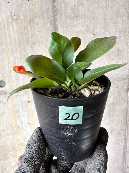 【現品限り】ペラルゴニウム・アウリツム【Q20】 Pelargonium auritum