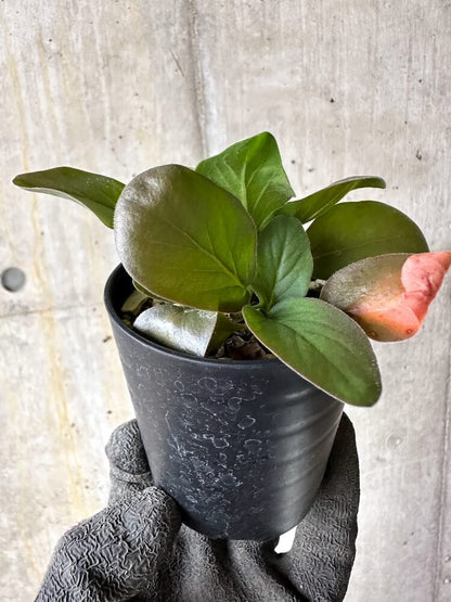 【現品限り】ペラルゴニウム・アウリツム【Q20】 Pelargonium auritum