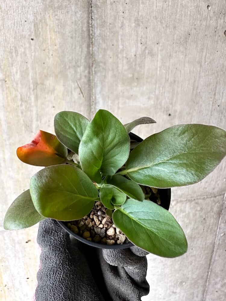 【現品限り】ペラルゴニウム・アウリツム【Q20】 Pelargonium auritum