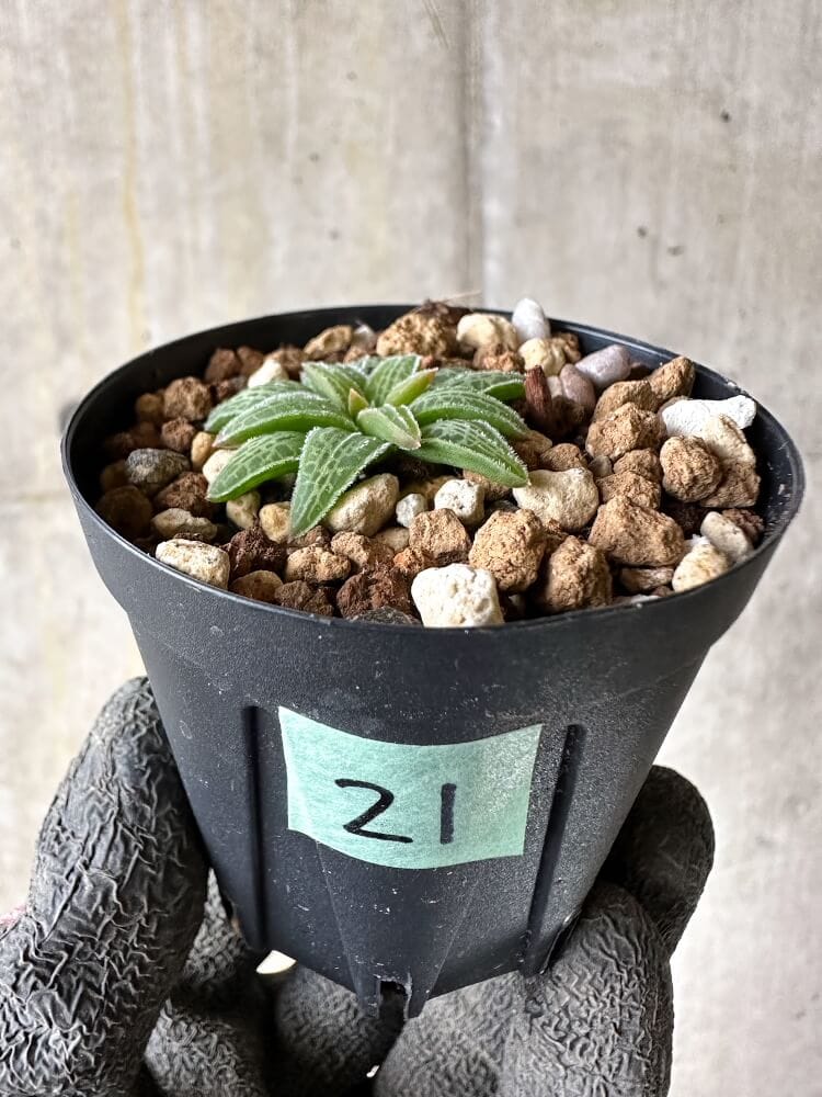 【現品限り】ブルビネ・ハオルチオイデス【Q21】 Bulbine haworthioides