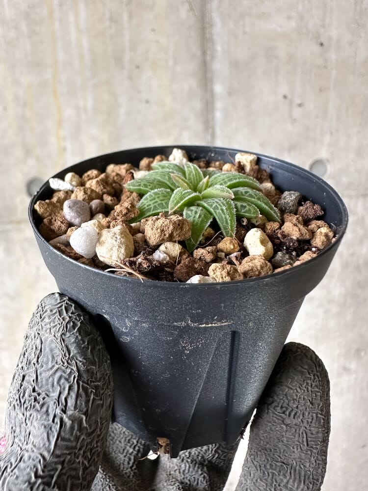 【現品限り】ブルビネ・ハオルチオイデス【Q21】 Bulbine haworthioides