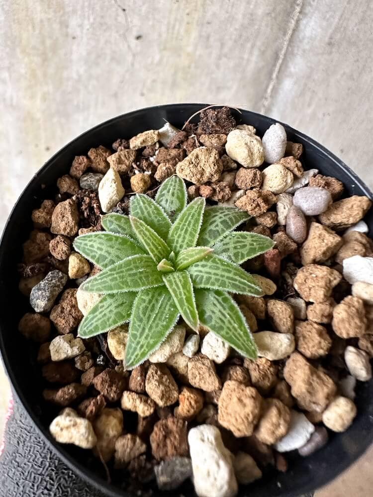 【現品限り】ブルビネ・ハオルチオイデス【Q21】 Bulbine haworthioides