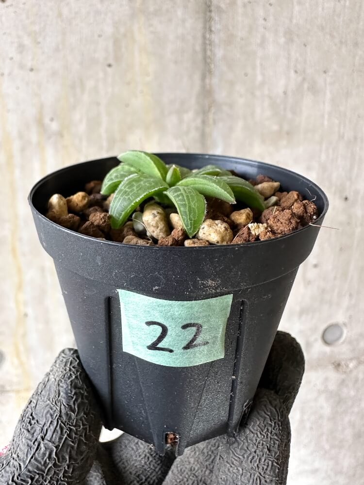 【現品限り】ブルビネ・ハオルチオイデス【Q22】 Bulbine haworthioides