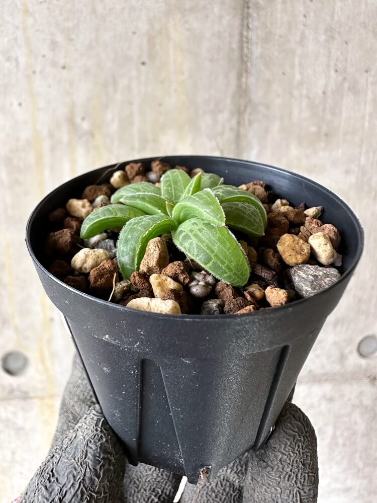 【現品限り】ブルビネ・ハオルチオイデス【Q22】 Bulbine haworthioides