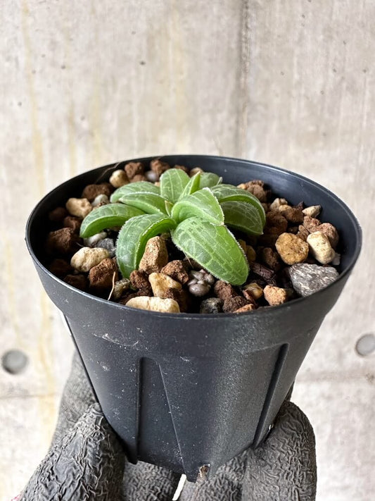 【現品限り】ブルビネ・ハオルチオイデス【Q22】 Bulbine haworthioides