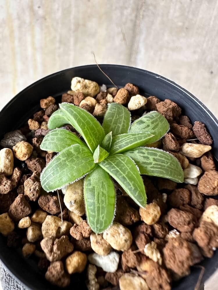 【現品限り】ブルビネ・ハオルチオイデス【Q22】 Bulbine haworthioides