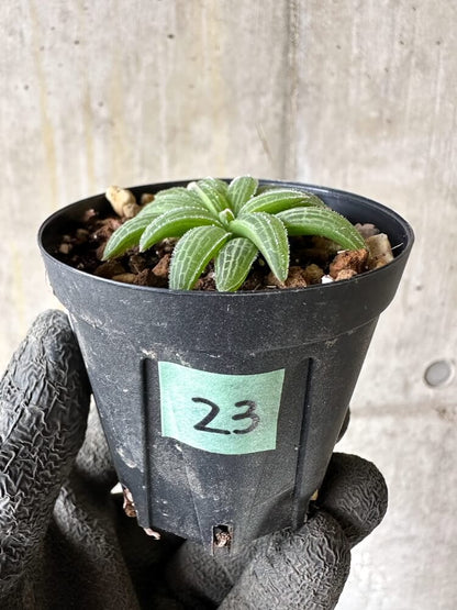 【現品限り】ブルビネ・ハオルチオイデス【Q23】 Bulbine haworthioides