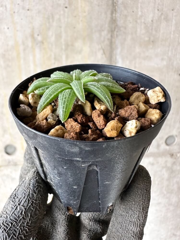 【現品限り】ブルビネ・ハオルチオイデス【Q23】 Bulbine haworthioides