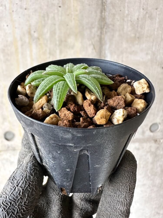 【現品限り】ブルビネ・ハオルチオイデス【Q23】 Bulbine haworthioides
