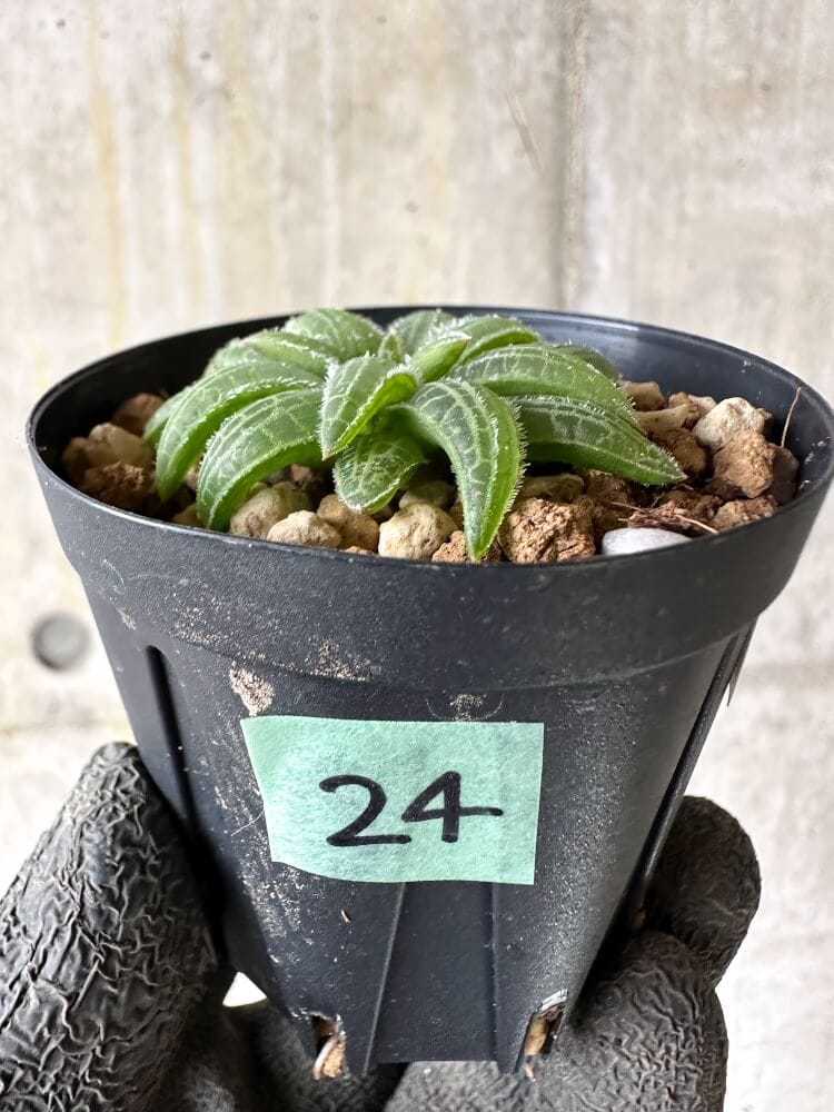 【現品限り】ブルビネ・ハオルチオイデス【Q24】 Bulbine haworthioides