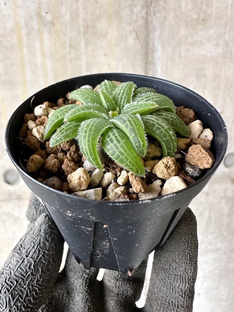 【現品限り】ブルビネ・ハオルチオイデス【Q24】 Bulbine haworthioides