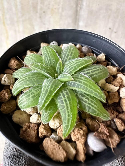 【現品限り】ブルビネ・ハオルチオイデス【Q24】 Bulbine haworthioides