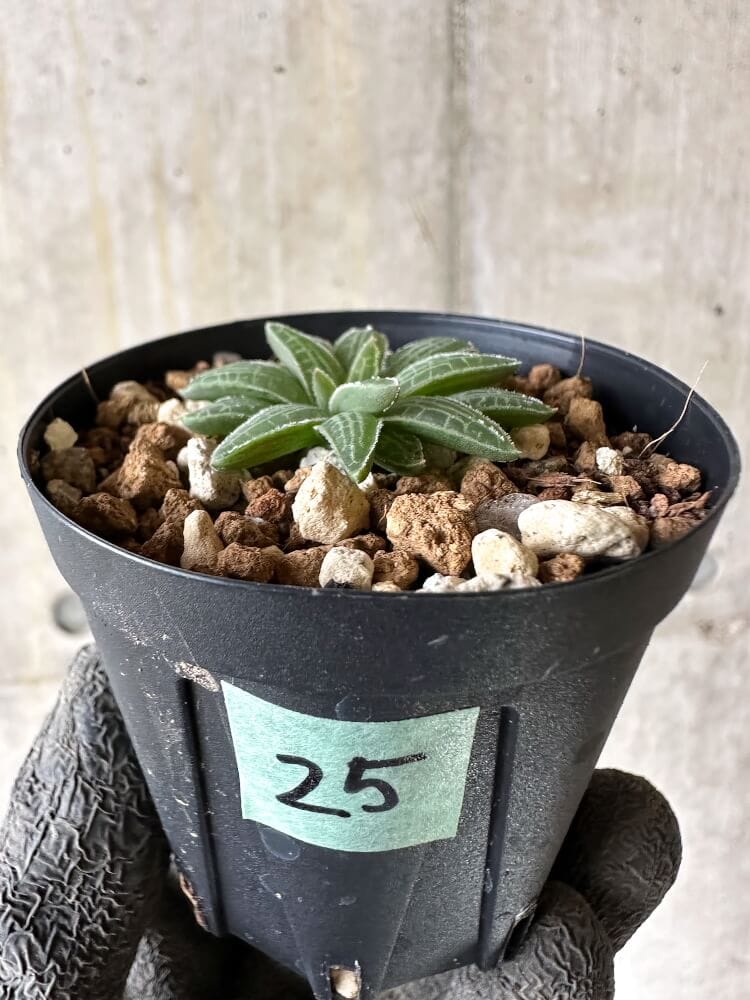 【現品限り】ブルビネ・ハオルチオイデス【Q25】 Bulbine haworthioides