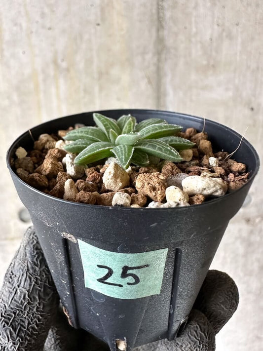 【現品限り】ブルビネ・ハオルチオイデス【Q25】 Bulbine haworthioides