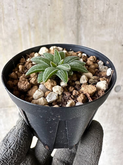 【現品限り】ブルビネ・ハオルチオイデス【Q25】 Bulbine haworthioides