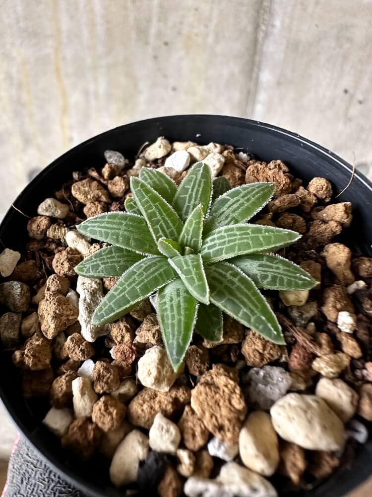 【現品限り】ブルビネ・ハオルチオイデス【Q25】 Bulbine haworthioides