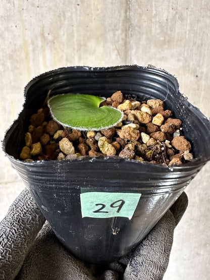 【現品限り】エリオスペルマム・ラニマルギナツム【Q29】 Eriospermum lanimarginatum