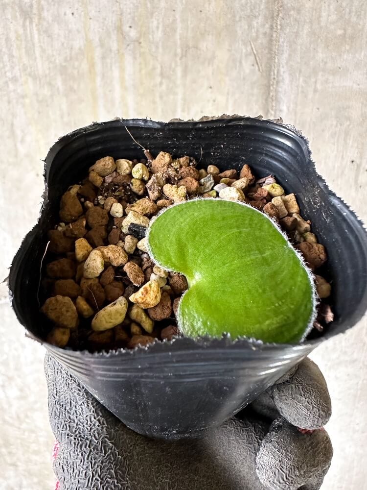 【現品限り】エリオスペルマム・ラニマルギナツム【Q29】 Eriospermum lanimarginatum