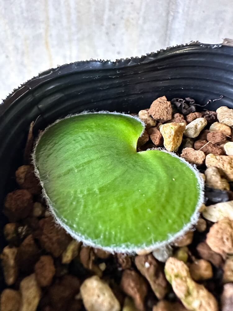 【現品限り】エリオスペルマム・ラニマルギナツム【Q29】 Eriospermum lanimarginatum