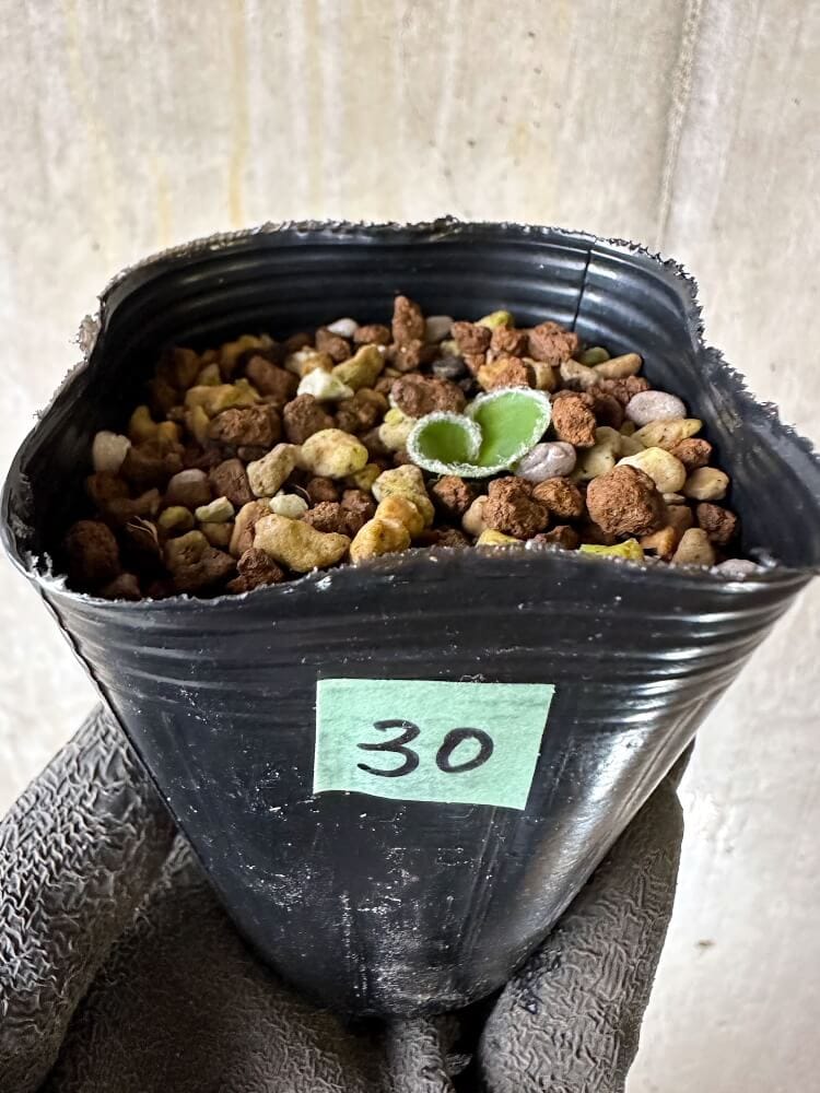 【現品限り】エリオスペルマム・ラニマルギナツム【Q30】 Eriospermum lanimarginatum