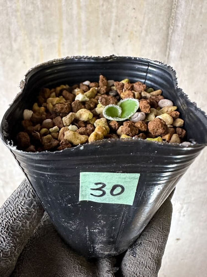 【現品限り】エリオスペルマム・ラニマルギナツム【Q30】 Eriospermum lanimarginatum