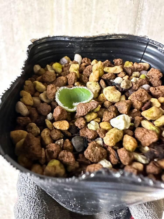 【現品限り】エリオスペルマム・ラニマルギナツム【Q30】 Eriospermum lanimarginatum