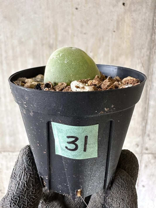 【現品限り】ムイリア・ホルテンセ【Q31】 Muiria hortenseae