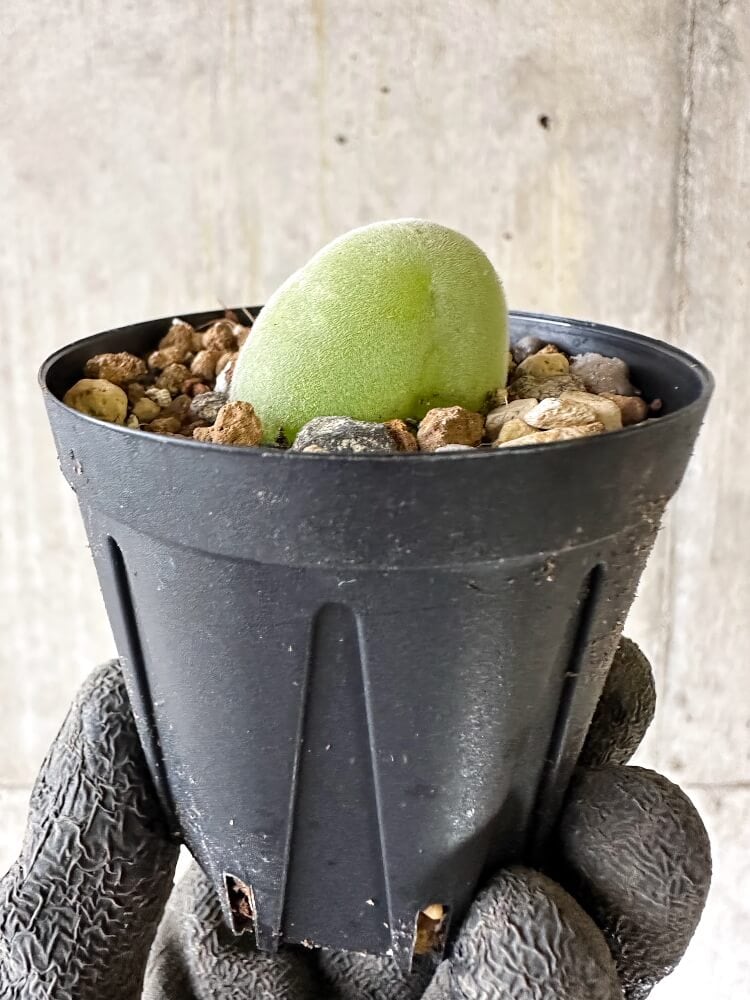 【現品限り】ムイリア・ホルテンセ【Q31】 Muiria hortenseae