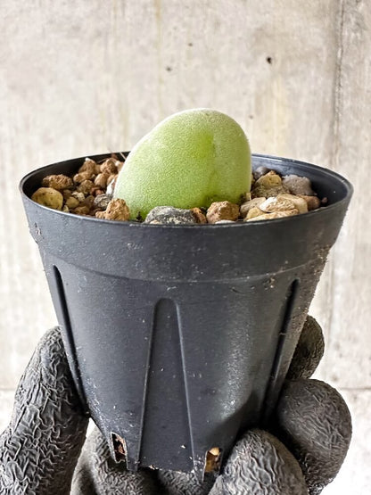 【現品限り】ムイリア・ホルテンセ【Q31】 Muiria hortenseae