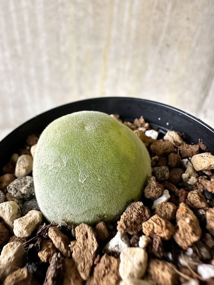 【現品限り】ムイリア・ホルテンセ【Q31】 Muiria hortenseae