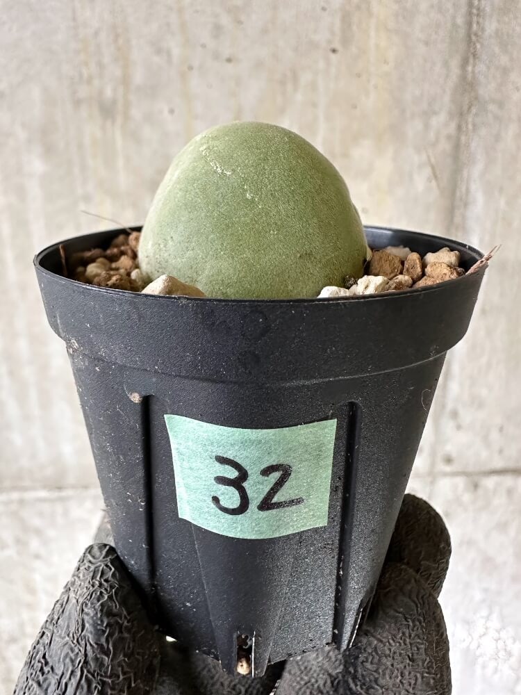 【現品限り】ムイリア・ホルテンセ【Q32】 Muiria hortenseae