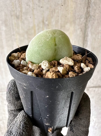 【現品限り】ムイリア・ホルテンセ【Q32】 Muiria hortenseae