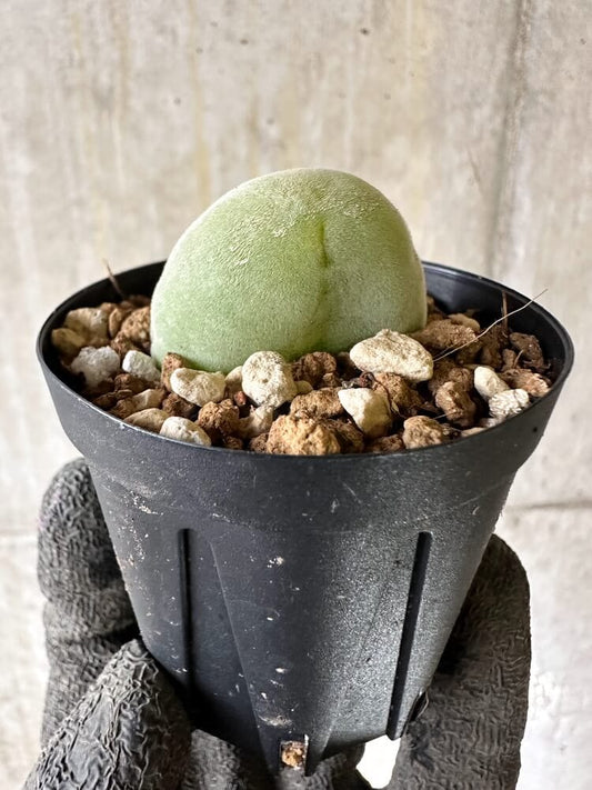 【現品限り】ムイリア・ホルテンセ【Q32】 Muiria hortenseae