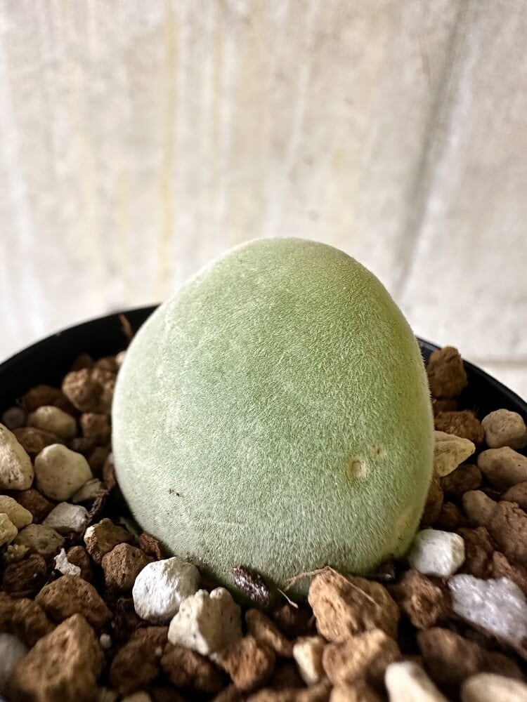 【現品限り】ムイリア・ホルテンセ【Q32】 Muiria hortenseae