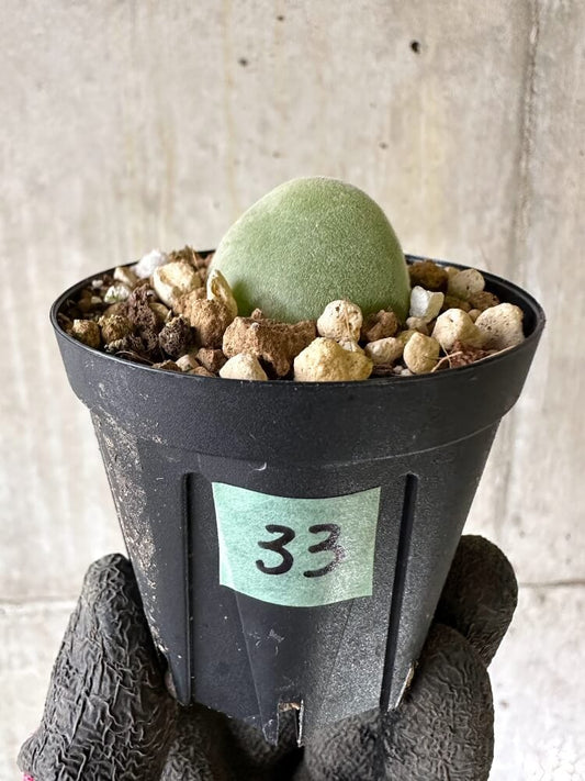 【現品限り】ムイリア・ホルテンセ【Q33】 Muiria hortenseae