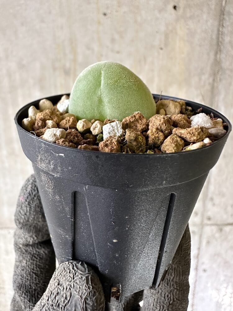 【現品限り】ムイリア・ホルテンセ【Q33】 Muiria hortenseae