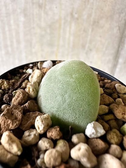 【現品限り】ムイリア・ホルテンセ【Q33】 Muiria hortenseae