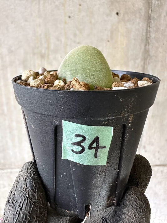 【現品限り】ムイリア・ホルテンセ【Q34】 Muiria hortenseae