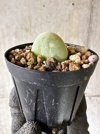 【現品限り】ムイリア・ホルテンセ【Q34】 Muiria hortenseae