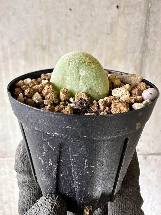 【現品限り】ムイリア・ホルテンセ【Q34】 Muiria hortenseae