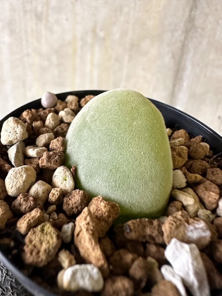 【現品限り】ムイリア・ホルテンセ【Q34】 Muiria hortenseae