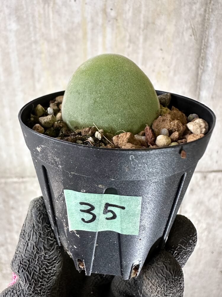 【現品限り】ムイリア・ホルテンセ【Q35】 Muiria hortenseae