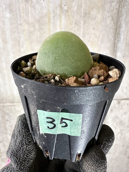 【現品限り】ムイリア・ホルテンセ【Q35】 Muiria hortenseae