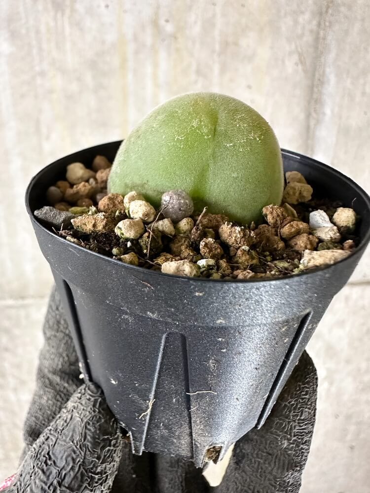 【現品限り】ムイリア・ホルテンセ【Q35】 Muiria hortenseae